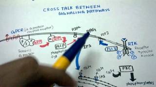 Cross talk between signaling pathways