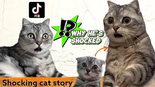 Shocked cat meme story