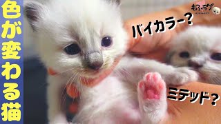 【注】ラグドール子猫は毛色が変わります！生後３週ブリーダーの柄判断