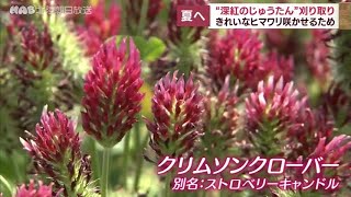 “深紅のじゅうたん”刈り取り　ヒマワリのために