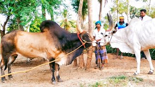 show Quality kangeyam sevalai kalai 💖 kangeyam mayilai cow mating | jallikattu kalai