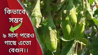 ৯ মাস বয়স তারপরও গাছে এতো বেগুন কিভাবে সম্ভব।।#eggplant  #farming