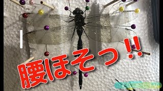 トンボの標本作りDIY（コシボソヤンマ）自由研究、Japanese insects