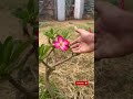 அடினியம் செடி வளர்பது இவ்வளவு சுலபம்மா adenium plants 🪴 tips desert rose 🌹 homegarden farming