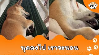 นุดดด มันเบียดอะ มันอึดอัด นุดลงไปได้เปล่า |PetSocial-62-AP1