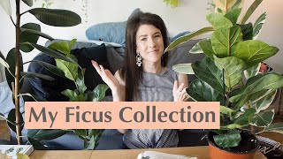 My Ficus Collection + some care tips