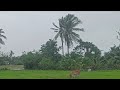 beautiful green nature heavy winds made trees dance while the cow eating grass