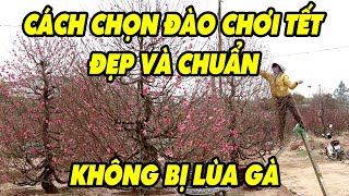 Cách Chọn Đào Tết 2025 Đẹp Mà Giá Lại Rẻ