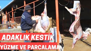 ADAK KESTİK ! KOYUN KESİMİ YÜZME PARÇALAMA ( Kuzu Yüzme, kuzu parçalama, kuzu kesim, Kurban kesimi )