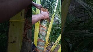 coconut toddy product 251🥛🥛 welcome to my friend watching the toddy tapping