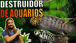 🔴ESSE PEIXE PODE ACABAR COM O SEU AQUÁRIO! NANNACARA ADOKETA, TUDO SOBRE. |Mr. Betta|