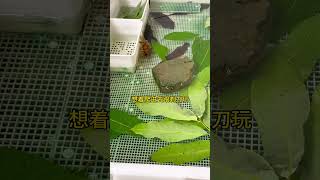 小乌龟要爬进去打架吗 #turtle #cat #cute #pets #乌龟 #animals #nature #funny #搞笑 #kitten