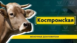 Костромская порода — достойный конкурент высшей лиге КРС. Опыт, содержание, преимущества