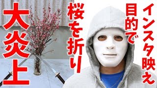 ラファエルがインスタ映え目的で桜を折って大炎上！説教します！