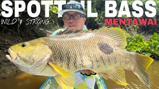 SENSASI CASTING SPOTTAIL BASS !!! DI SUNGAI SEMPIT KEPULAUAN MENTAWAI !!!