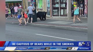 Gatlinburg Police urge caution as bear sightings in city increase