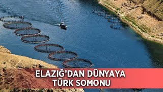 Elazığ'dan Dünyaya Türk Somonu