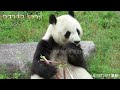 タケノコを食べるタンタンの咀嚼音！！ かわいい♥ 王子動物園