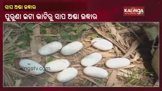 Snake Eggs Rescued From Mangalpur's Thakurpatana In Jajpur Dist || KalingaTV