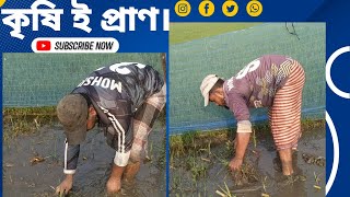 অজানা হাইব্রিড ঘাসের পরিচর্যা ও রুপন পদ্ধতি।