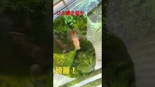 綺麗な蝶尾　金魚　ひこ蝶