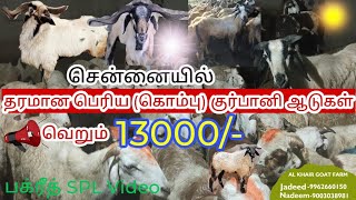 kurbani Special  Quality Goat Rs 10999/- முதல் குர்பானி  AL KHAIR GOAT FARM in CHENNAI|JAFER VIEWS|