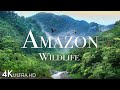 Amazon Wildlife In 4k - Animals That Call The Jungle Home | Amazon Rainforest | Relaxation Film