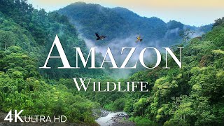 Amazon Wildlife In 4K - Animals That Call The Jungle Home | Amazon Rainforest |