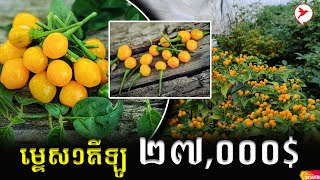 ម្ទេសតម្លៃថ្លៃ តម្លៃបំបែកទីផ្សារ | BC News