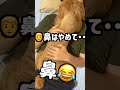 熱烈なおはようでパパを起こす犬・・ 苦しい パパ大好き デカプー