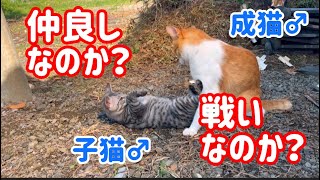 野良猫が出産94  子猫たちの何気ない日常38  【子猫の動画】