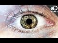 How The Human Eye Evolved To Be So Complex