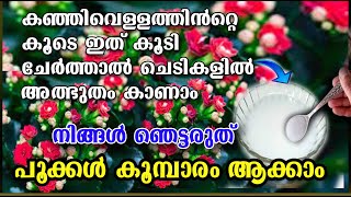 ഇന്ന് വീട്ടിൽ കഞ്ഞി വെള്ളം ഉണ്ടോ !!എങ്ങനെ ചെയ്താൽ /പൂക്കൾ വന്നു നിറയും /organic fertilizer/poppy