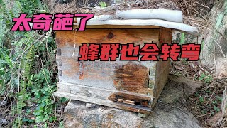 农村小伙发现侦查蜂，强群入住了增加的诱蜂箱，蜂群也转弯！