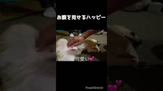 お腹を見せるチワワ#チワワ #はっぴー