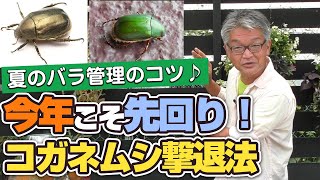 【バラの育て方】夏のバラ管理のコツ♪今年こそ先回り！コガネムシ撃退法（2021年7月23日）