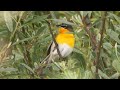 yellow breasted chat song yellow breasted chat call voice reinita grande canto icteria virens