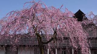 4月17日角館の桜