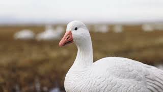 Tanglefree - Flight Series Full Body Snow Goose Decoy Product Video