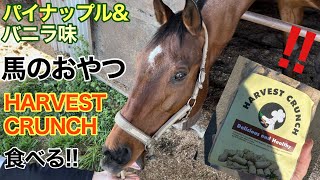 Eat horse snack “HARVEST CRUNCH”　(Pineapple \u0026 vanilla flavor)