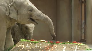 アジアゾウの「うらら」1歳の誕生日会2023.6.25【東山動植物園】