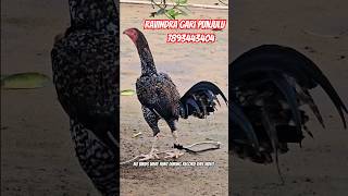 RAVINDRA gari punjulu top quality breed available #pandem #rooster #topquality #chickenbreed