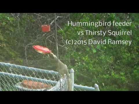 Hummingbird Feeder vs Thirsty Squirrel Hummingbird Feeder vs Thirsty Squirrel