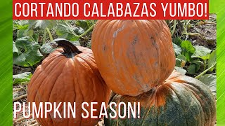 INCREIBLE!!! 🤩CALABAZAS YUMBO , 🍅RECORRIDO por un SEMBRADIO de CALABAZAS, PUMPKIN SEASON.