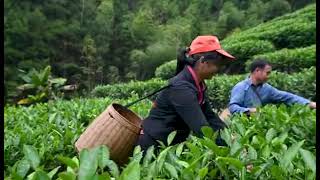 3月31日，早上十点“广东春茶开采节—暨仁化白毛茶品鉴活动