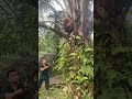 panen pokok rendah jadi super cepat