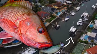 FISHING the CANALS | MANGROVE JACK live here!