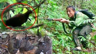 Hunting Wild Chicken, Pigeon and Squirrels, Birds In The Jungle | Yos hav zoov sab naj phwj