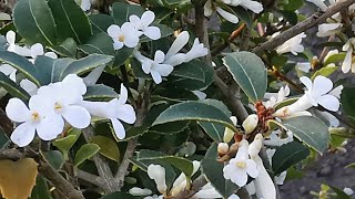 Fragrant hedge for 2021 Try Osmanthus x burkwoodii a fragrant hedging plant with a citrus scent