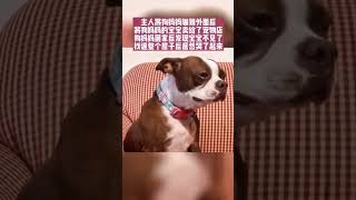 主人将狗妈妈的宝宝卖了之后，狗妈妈居然哭了#After the owner sold the dog mother's baby, the dog mother actually cried